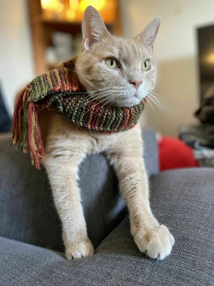 I See Your Hipster Cat And Would Like To Share My Hipster Cat, Ready To Start Writing His Novel In A Coffee Shop