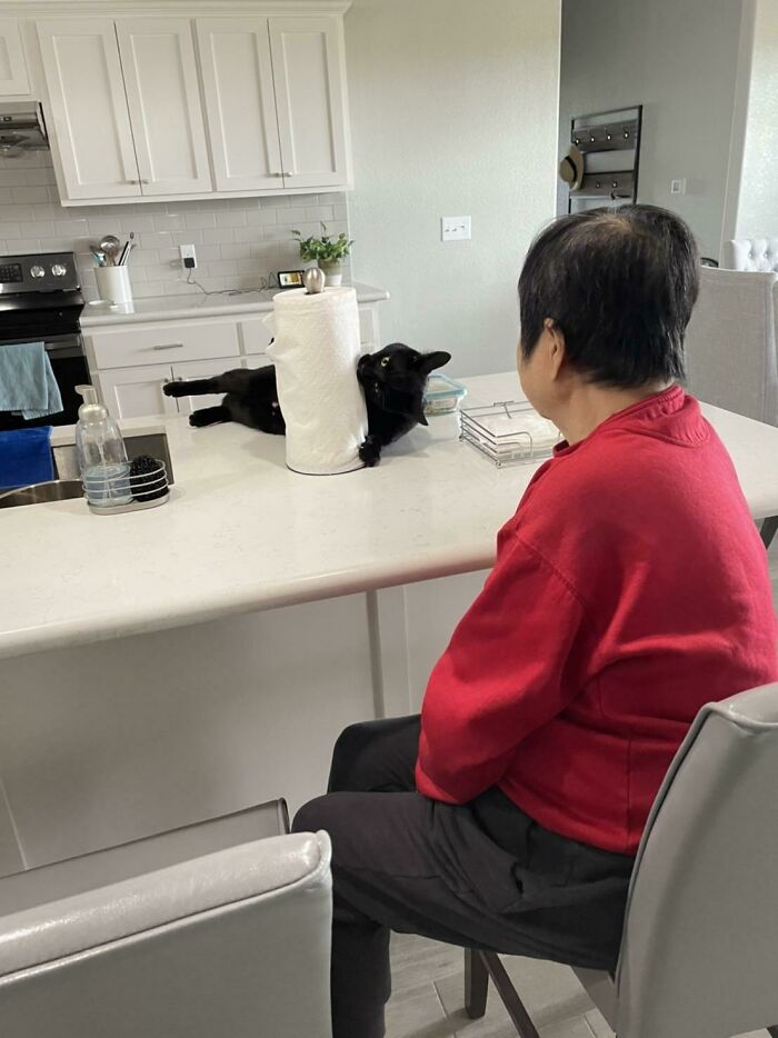 Mi abuela observando con impotencia cómo se comen nuestro papel de cocina