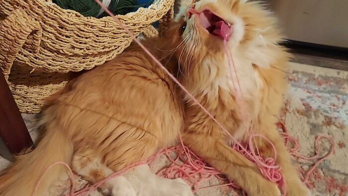 When You Attack The Yarn, But It Gets Stuck On Your Tongue