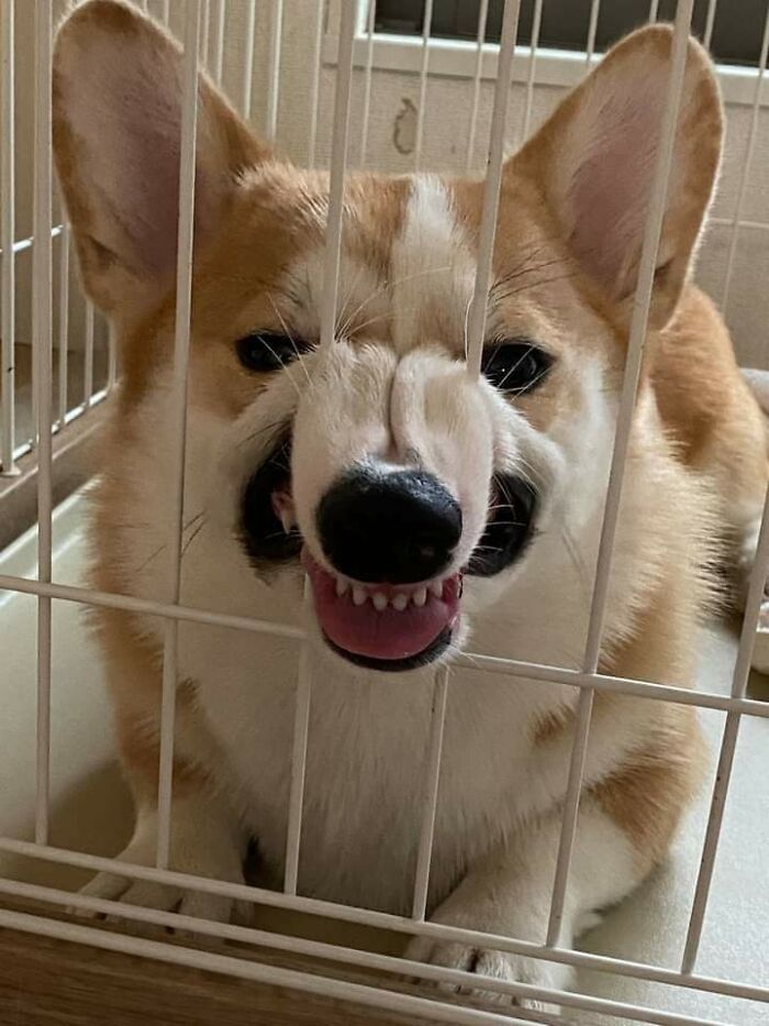 Corgi Does Not Approve Of Being Kenneled