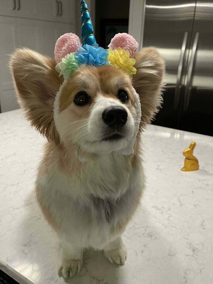 Fluffy Girl Says Happy Easter