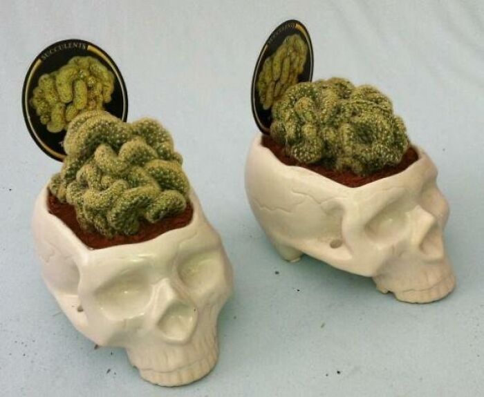 This Brain Cactus For Halloween