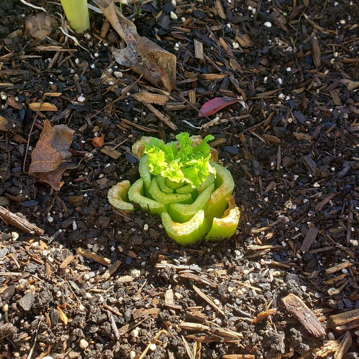 I've Planted Celery Food Scraps & New Celery Is Growing!