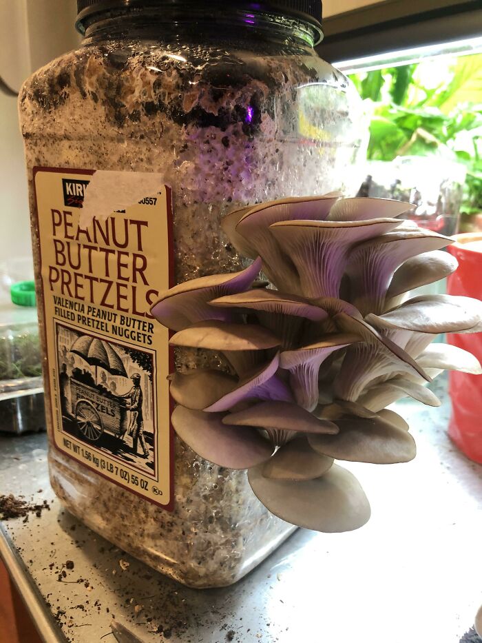 Another Successful Flush Of Gourmet Mushrooms Grown On Sawdust In A Reused Plastic Container