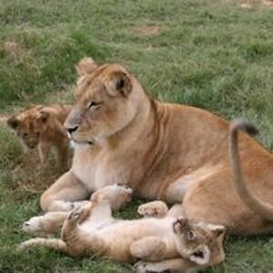 sossi_schrader avatar