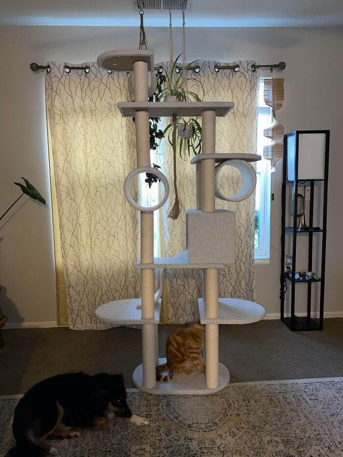 Pert Smert If My Favorite Dumpster By Far. Very Aesthetic, Brand New $150 Cat Tower, In The Box? Score. P.s. They Love It