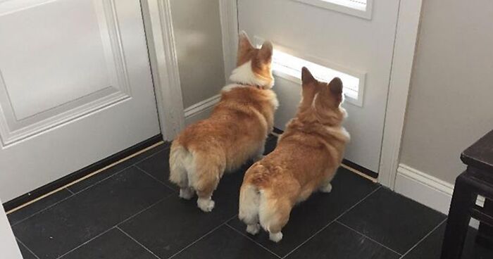 Profile Portrait Of Funny Welsh Corgi Pembroke Or Cardigan With