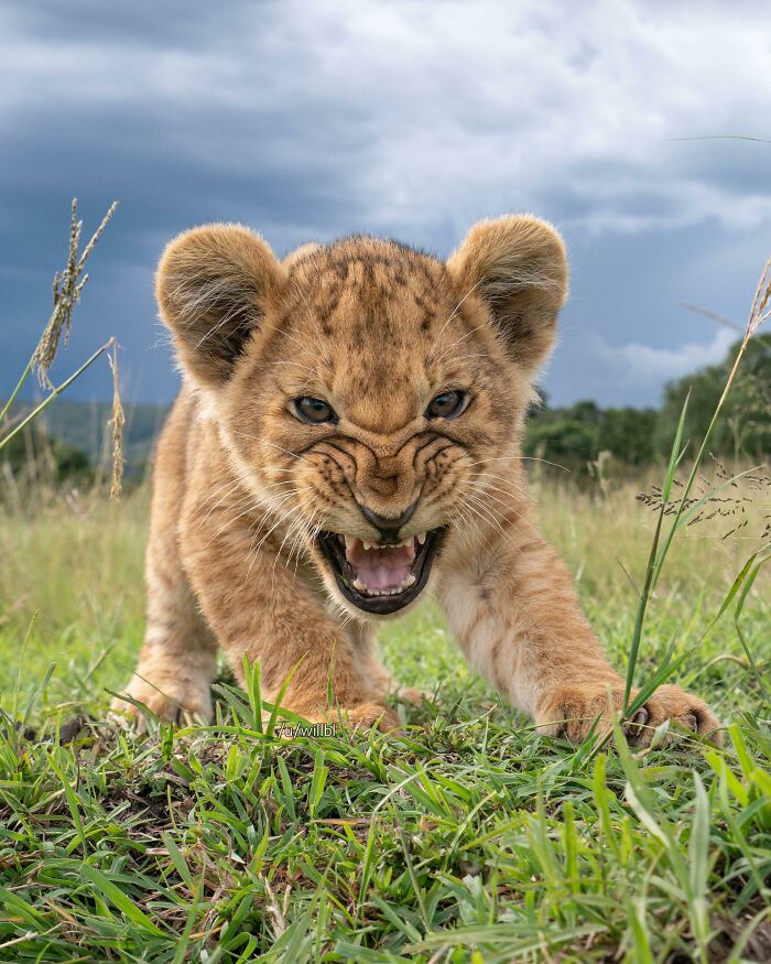 A Little Lion Snarling At My Remote Camera