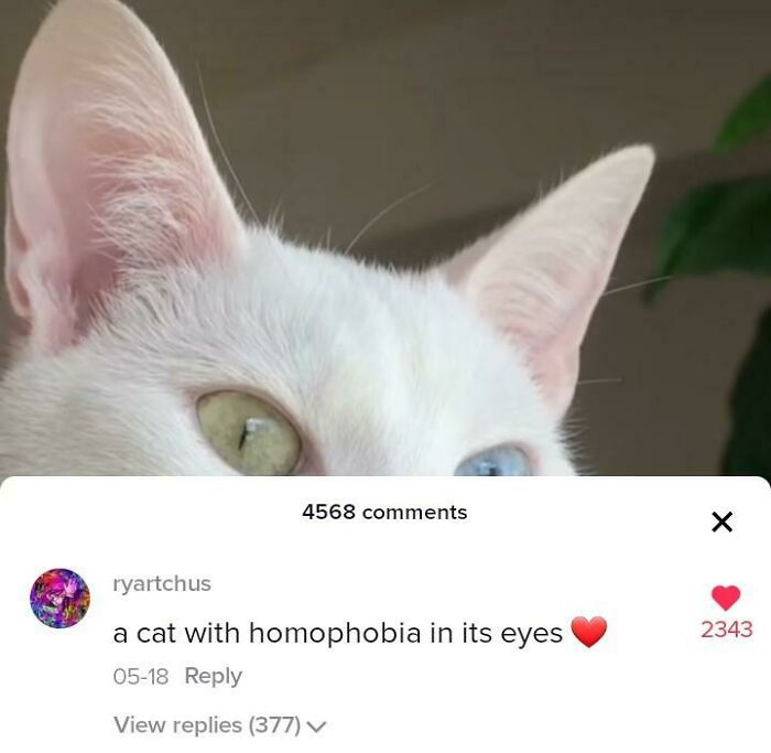 Homophobia In Its Eyes