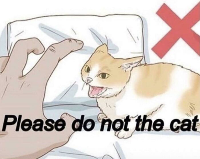 Do Not The Cat