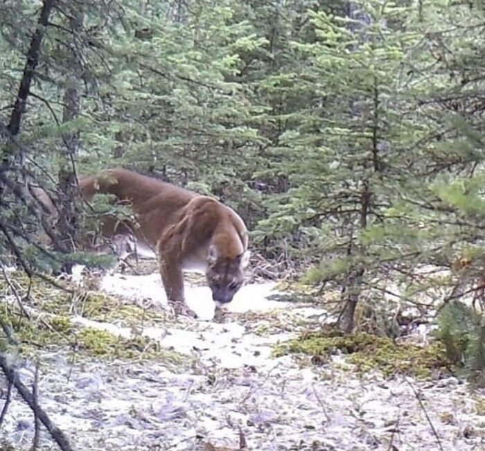 An Absolute Unit Of A Mountain Lion