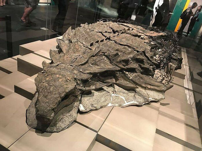 A Mummified Dinosaur In A Museum In Canada