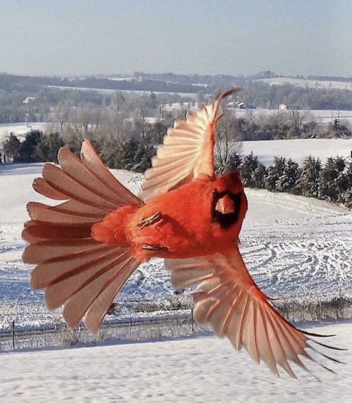 Cardinal Showing Off