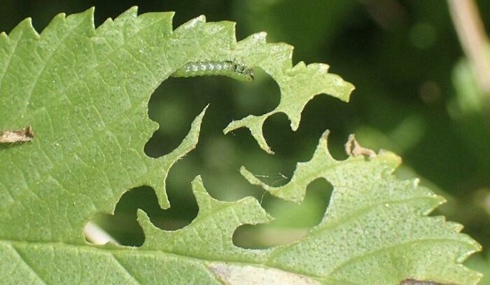 This Caterpillar Eating A Leaf But All I Can See Is Squidward’s Interpretive Dance