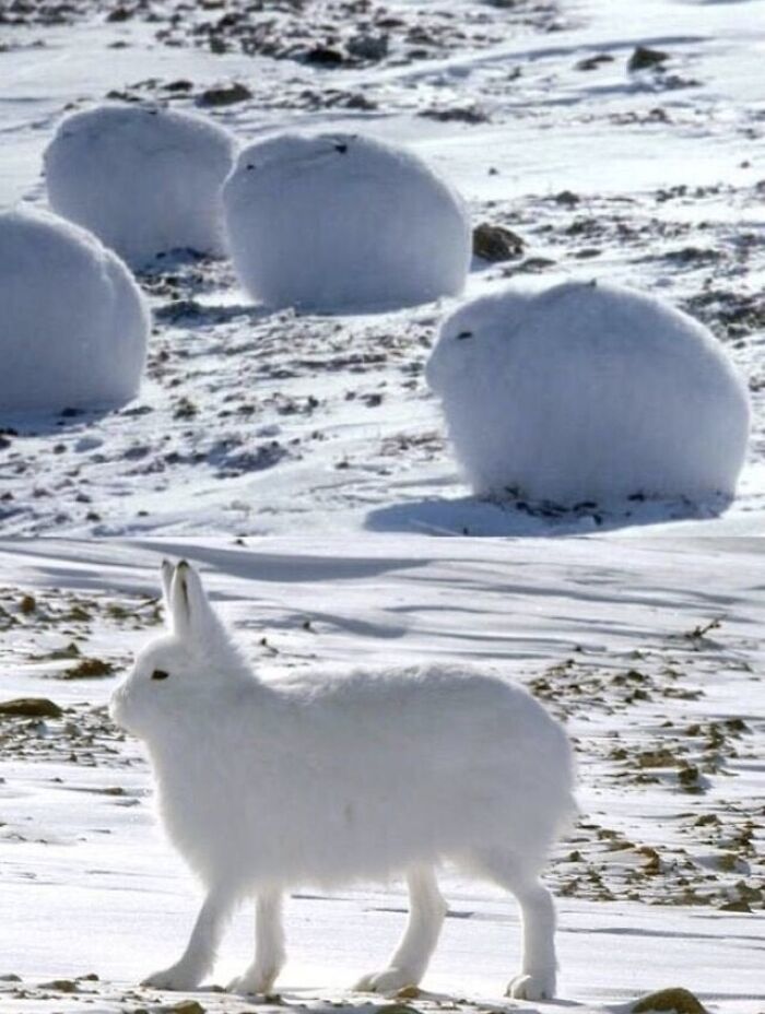 Gorgeous Arctic Hares