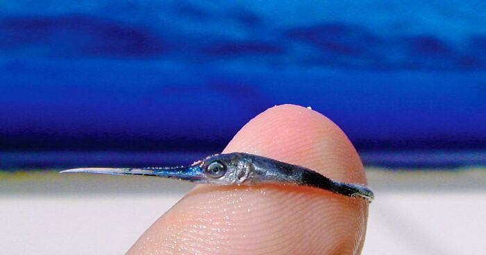 Baby Swordfish, Crazy This Little Guy Can Grow To Be Over 1000 Lbs~!