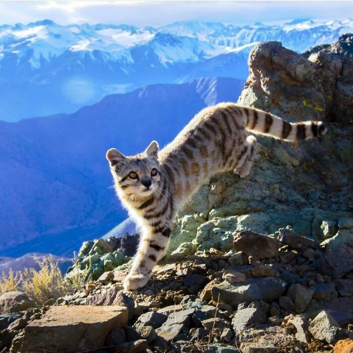 Endangered Andean Cat