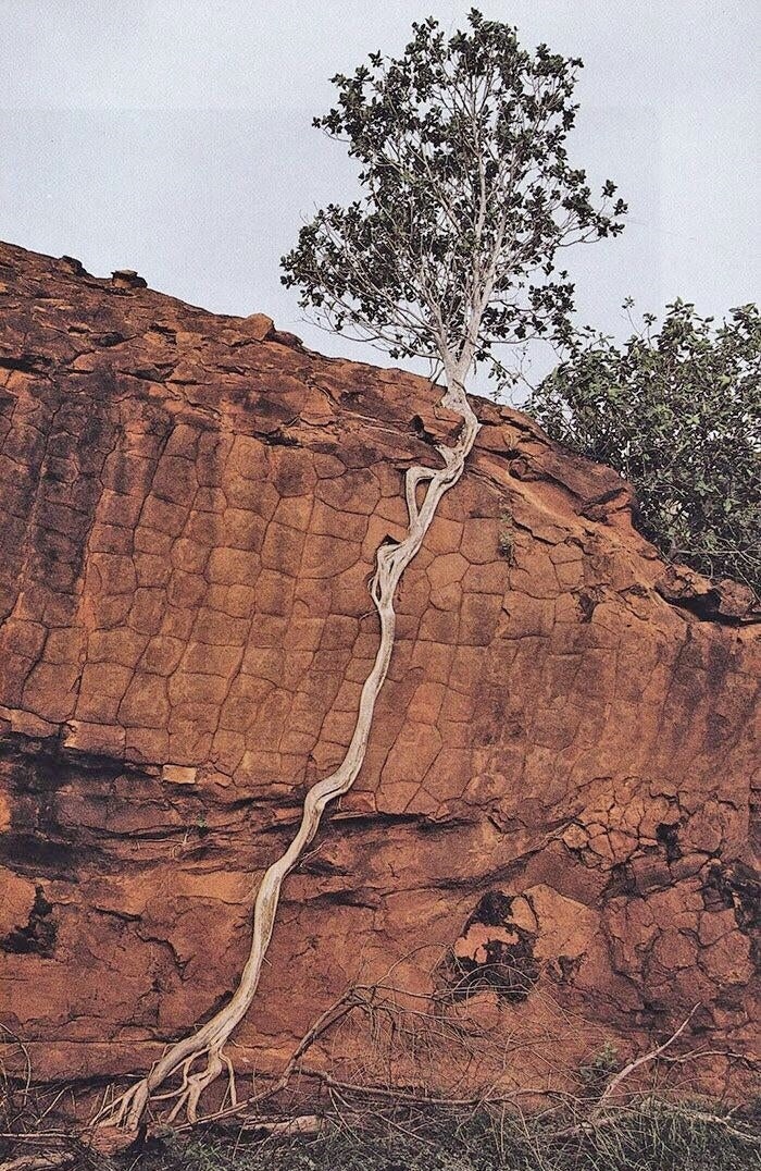A Tree With Some Serious Will To Live