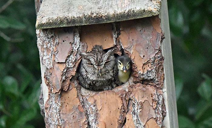 Owl Raised Duckling When It Mistook Egg For Its Own