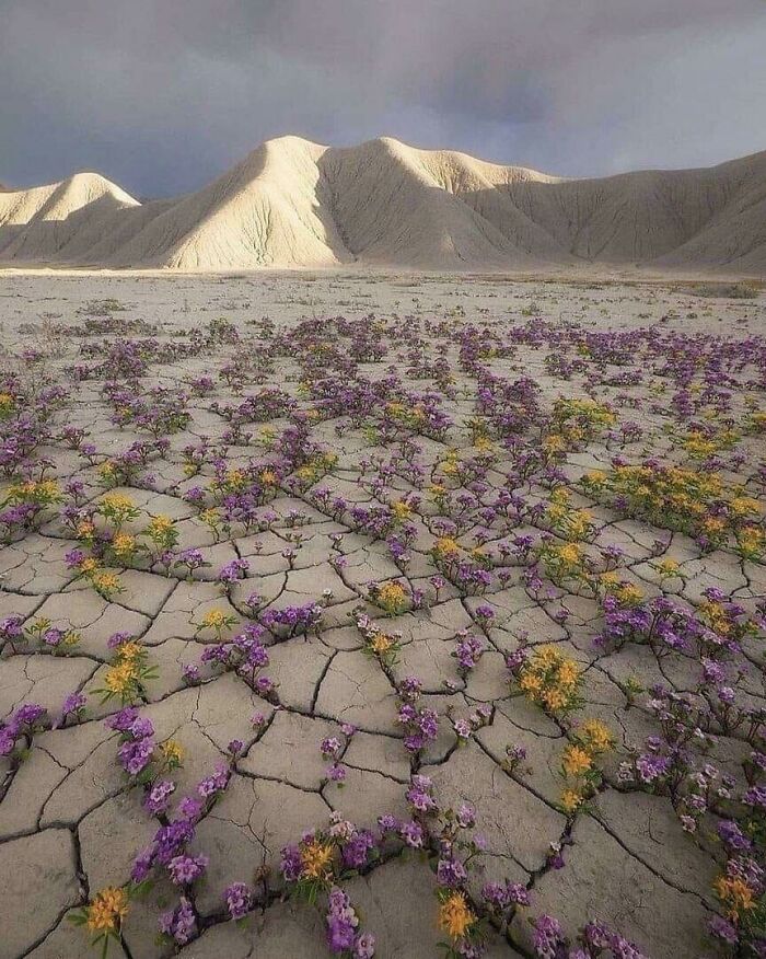 Rara floración en el desierto de Atacama, en Chile