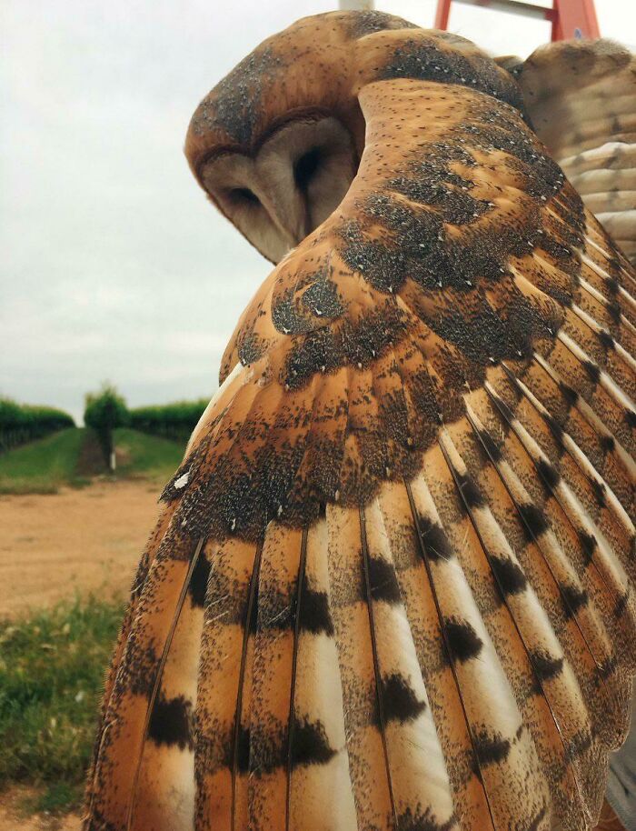 Barn Owl Displaying Feathers