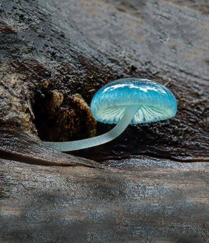 Hermoso hongo azul