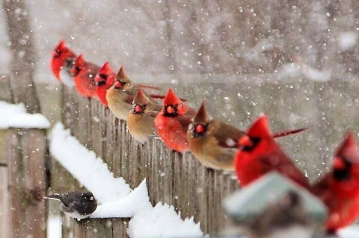 These Male & Female Cardinals