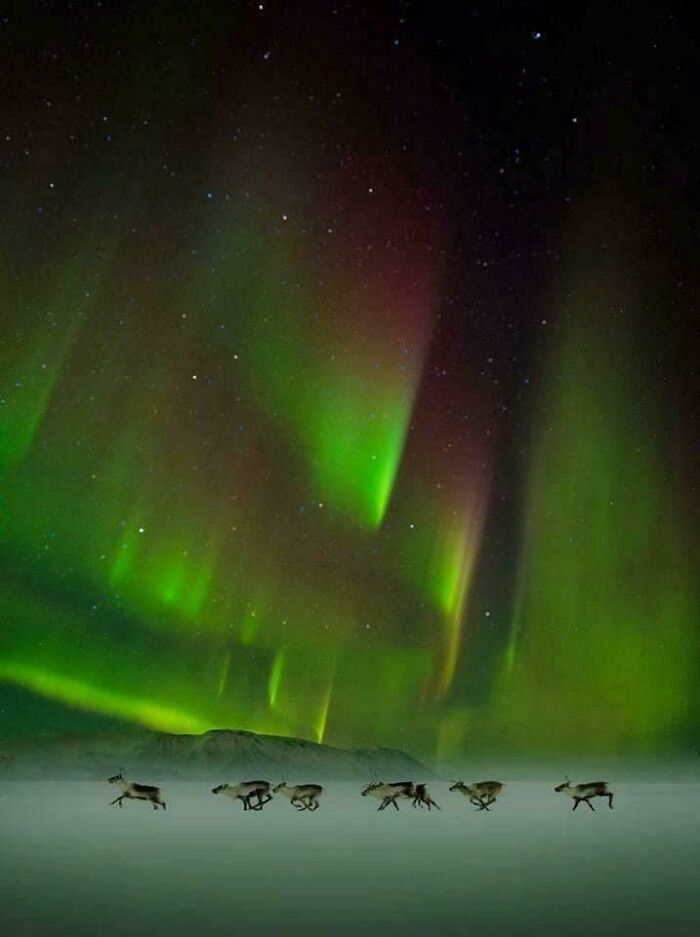 Renos salvajes bajo la aurora boreal