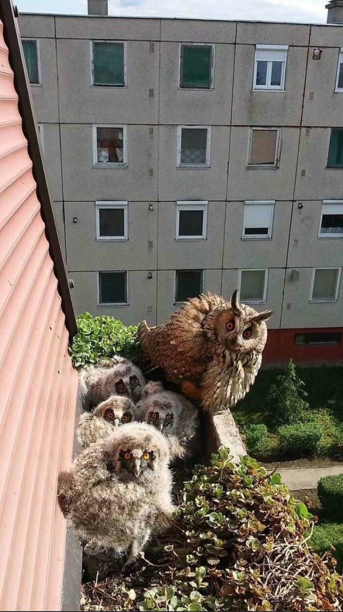 Mother Owl With Her Kids