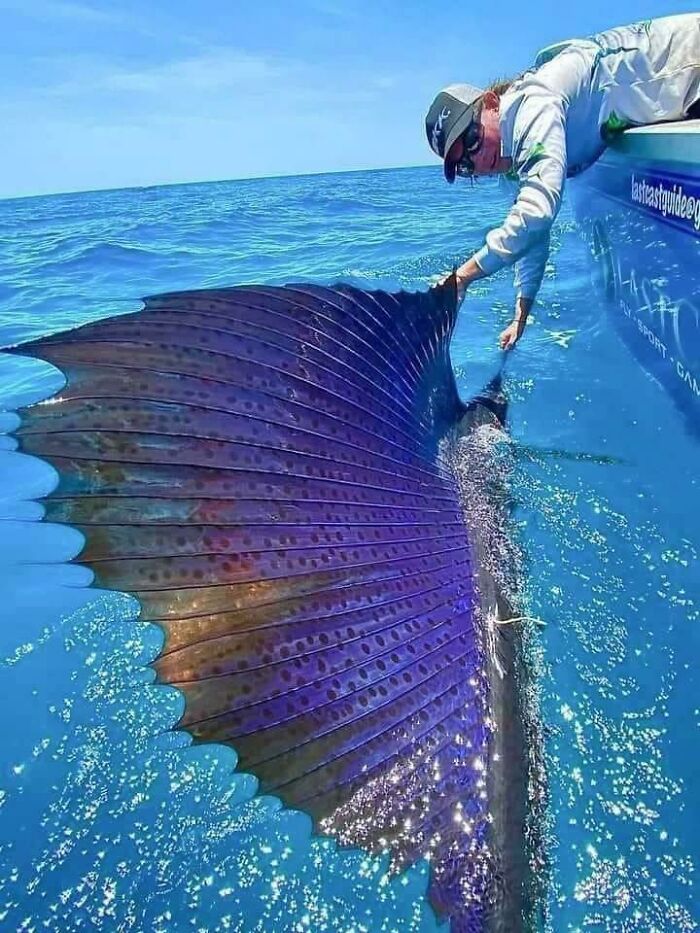 Sailfish Have Been Clocked At Speeds In Excess Of 68mph/112km, Some Experts Consider The Sailfish The Fastest Fish In The World's Oceans