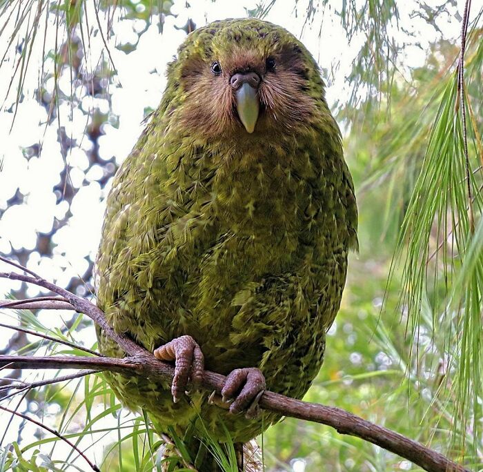 In New Zealand The Bird Of 2020 Was Chosen: It Is The World's Largest Parrot - Kakapo