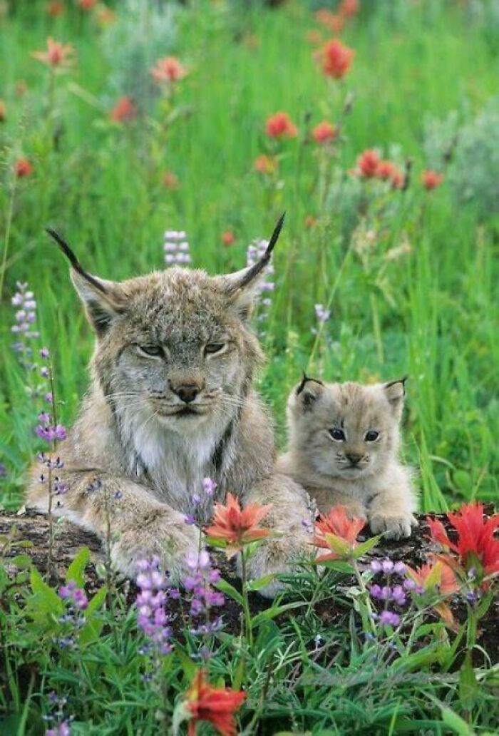 Lynx Mother And A Baby