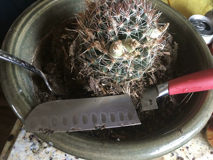 Mi marido usó mi cuchillo favorito como herramienta de jardín