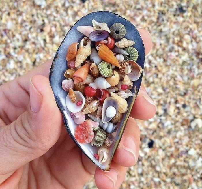 Beautiful Seashells In A Shell