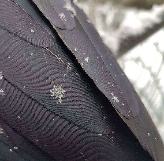 A Snowflake On A Crow’s Wing