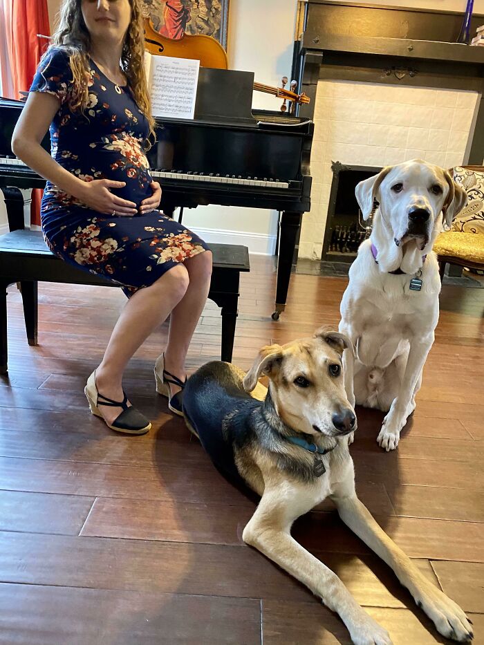 Le pedí a mi marido que me hiciera una sesión de fotos de maternidad. ¿No se ven fabulosos los perros?