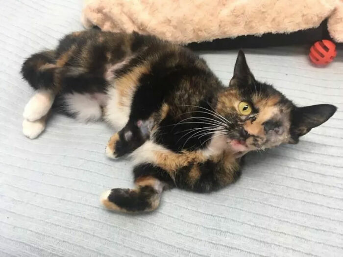 Meet Trudie, The 'Miracle' Cat Who Survived Being Run Over By A Bus And Found A New Forever Home Meet Trudie, The 'Miracle' Cat Who Survived Being Run Over By A Bus And Found A New Forever Home