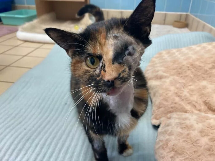 Meet Trudie, The 'Miracle' Cat Who Survived Being Run Over By A Bus And Found A New Forever Home