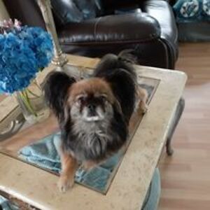 rosesandsunshine41 avatar