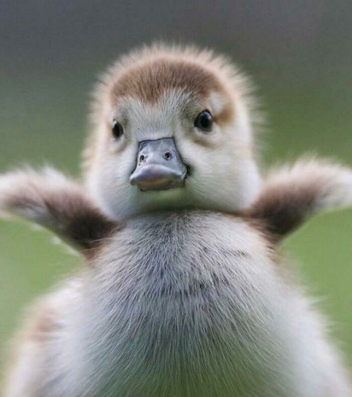 This Ducks Beak Looks Like A Duck