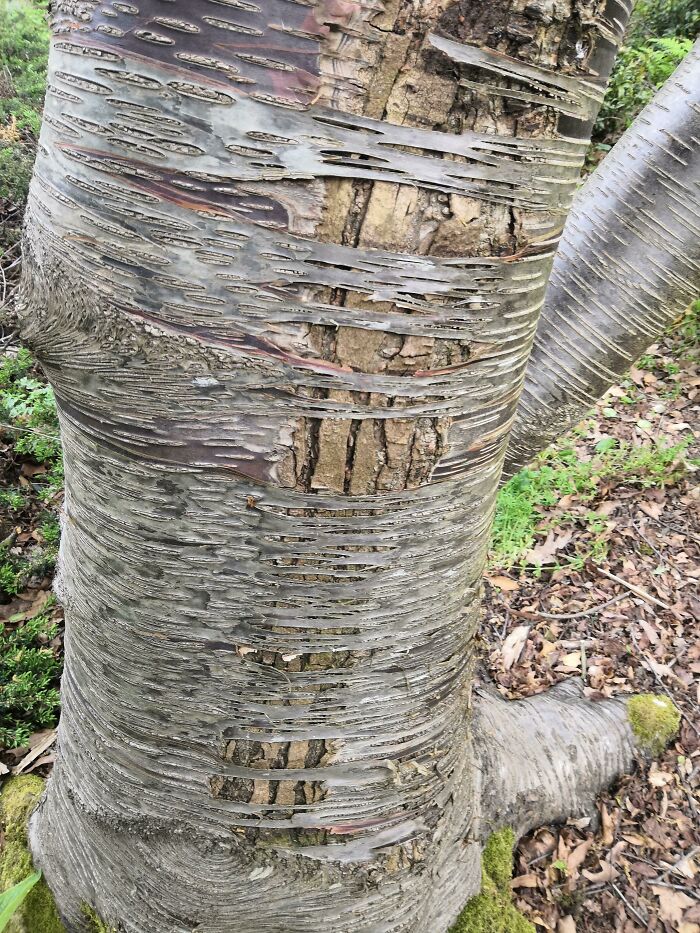 Este árbol tiene una corteza diferente