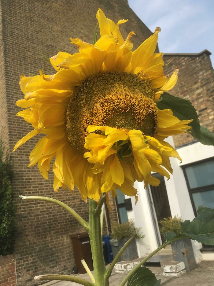 The Sunflower’s Sunflower