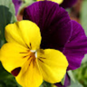 headshrink367 avatar