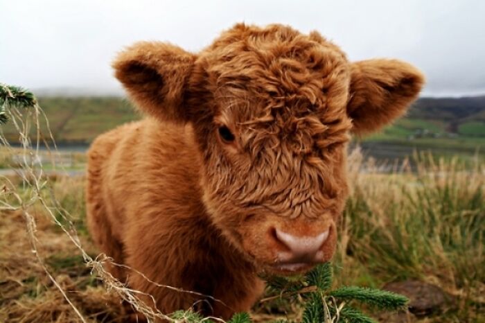 Such A Cute Baby Cow