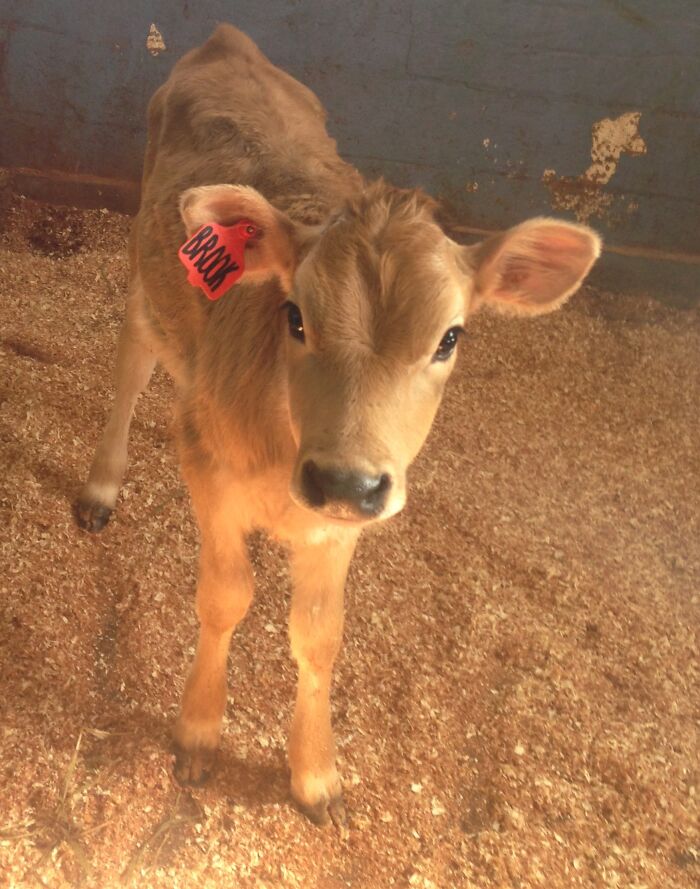 Who Knew Cows Were So Cute? Week Old Dairy Calf