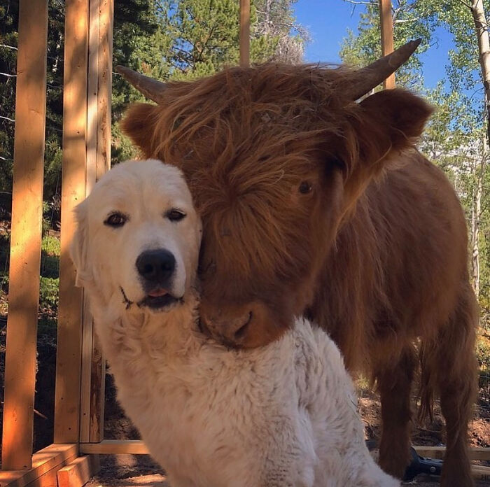 Cow Posing With Their Buddy