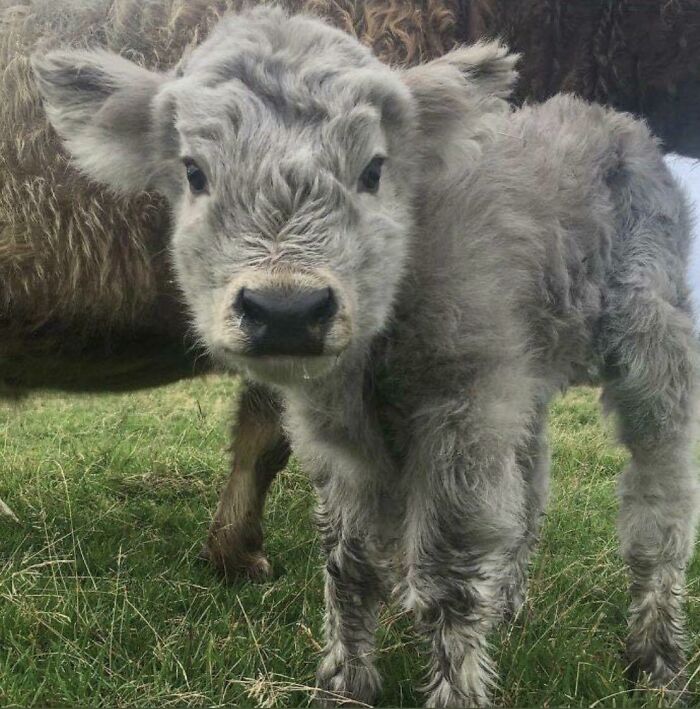 May I Offer You A Picture Of A Cute Cow During These Trying Times