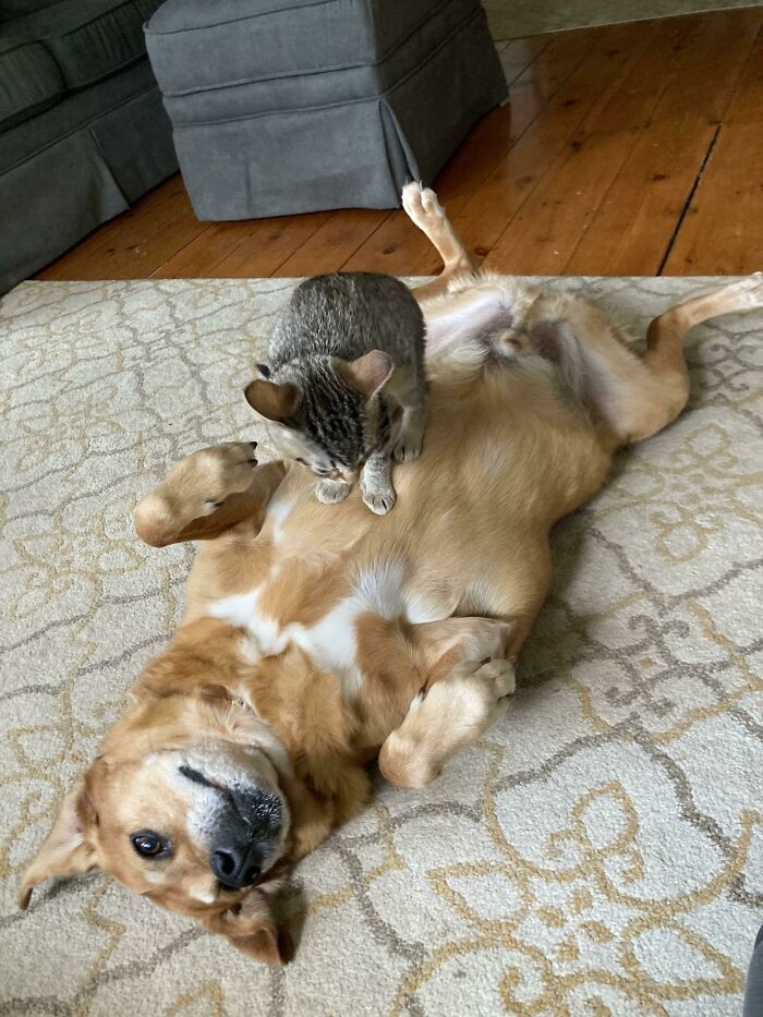 Breaking News: Newly Adopted Kitty, Whiskey, Has Been Welcomed Into Home By Happy Old Doggo, Gus
