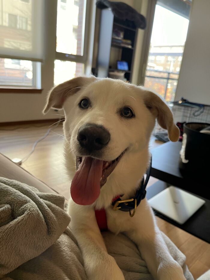 Just Adopted A Husky / Weimaraner Pup And He Is The Happiest Boy Ever!