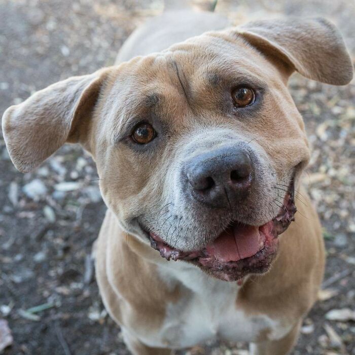 What Should We Name This Sweet Boy? He's Sweet As Can Be, Goofy, Wiggles His Bottom Really Fast When Excited, And Gets Along With All People And Animals. He Also Has No Teeth, He Was Rescued With Us And Is Getting His Second Chance!